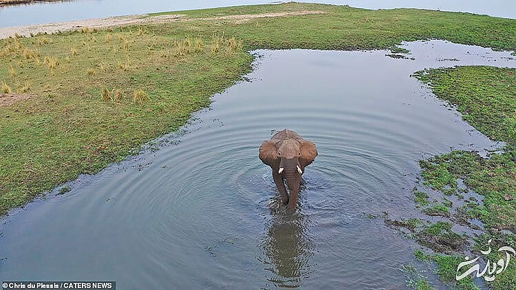 تصاویر حیات وحش آفریقا از بالا/ زرافه ای که به پهپاد خیره شده